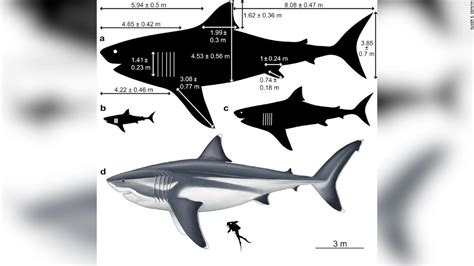 True size of the prehistoric megalodon shark revealed .